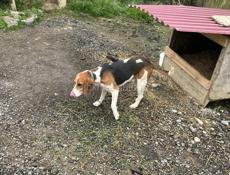 Эстонская гончая робочая 