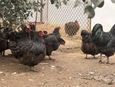 Продаются куры джерсидский гигант