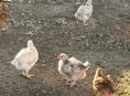 Цыплята 