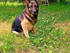 Продаются щенки немецкой овчарки 