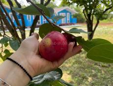 Сдаются коттеджи под ключ 