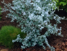 Эвкалипт  серебристый покупаем,