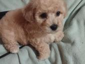 Щенок Бишона 