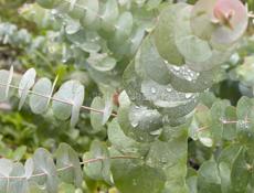 Продаю саженцы эвкалипта 9192373