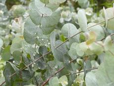 Продаю саженцы эвкалипта 9192373