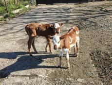 Продаю телят 