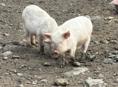 Поросята 