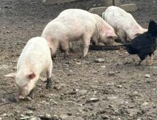 Поросята 