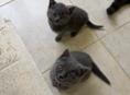 БРИТАНСКИЕ КОТЯТА!!! 