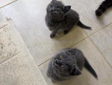 БРИТАНСКИЕ КОТЯТА!!! 