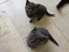 БРИТАНСКИЕ КОТЯТА!!! 