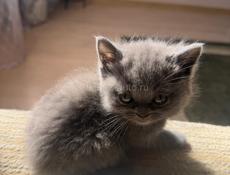 БРИТАНСКИЕ КОТЯТА!!! 