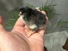 Цыплята суточные 