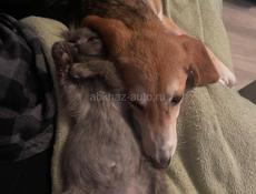 В добрые руки 