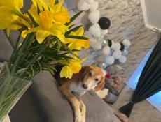 В добрые руки 