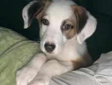 В добрые руки