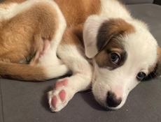 В добрые руки