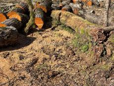 Дрова колотый и не колотый 