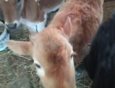 Прадаю по три месица 