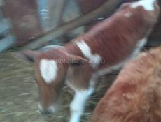 Прадаю по три месица 