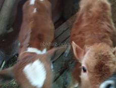 Прадаю по три месица 