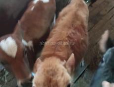 Прадаю по три месица 