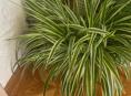 Продаю комнатные растения 