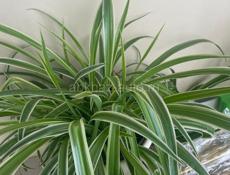 Продаю комнатные растения 