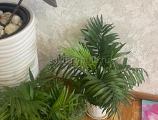 Продаю комнатные растения 