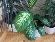 Продаю комнатные растения 