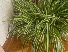 Продаю комнатные растения 