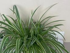 Продаю комнатные растения 