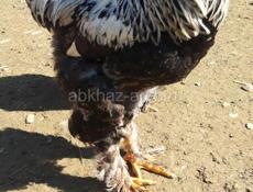 Петухи брама