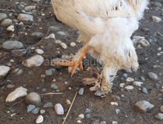 Петухи брама