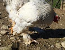 Петухи брама