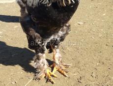 Петухи брама