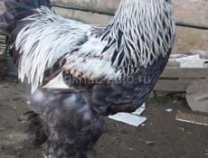 Петухи брама