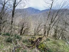 Продается участок по дороге на Рицу