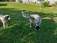 Продам щенят Английского сейтора