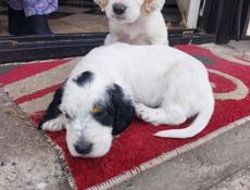 Продам щенят Английского сейтора 