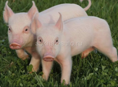 Поросята!