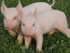 Поросята!