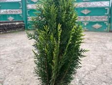 Здравствуйте Продаю можем привезти в любой Город  +79407770273