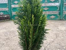 продаю звоните по номеру 7770273