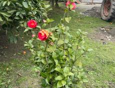 продаю звоните по номеру 7770273