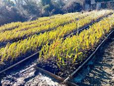 Эвкалипта серебристый 