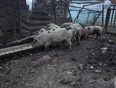 Продаются поросята