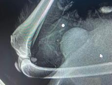 Помощь собаке 🙏