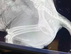 Помощь собаке 🙏