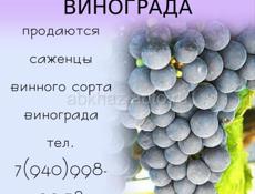 Саженцы винного винограда